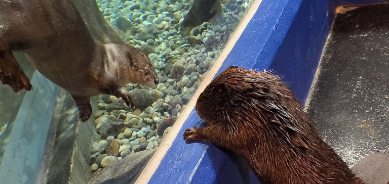 Thrilling Aquariums in Ontario your Family will Never Forget