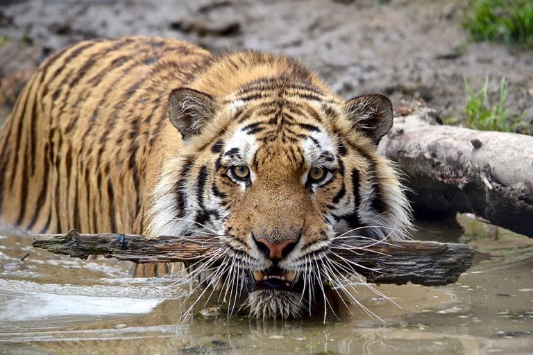 Zoos in Ontario Your Family will Absolutely Love